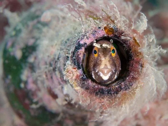  Kirsty Andrews thắng giải ở hạng mục Sống chung ở vùng biển Anh với ảnh chụp con cá blenny nằm gọn trong trong chai thủy tinh. “Cá blenny chọn những chiếc vỏ whelk bị vứt bỏ làm nhà nhưng có vẻ như chúng còn biết sáng tạo. Dưới đáy sông Fal ở Cornwall, giữa những vùng nước màu hồng tuyệt đẹp, nhiều chú cá blenny đã chọn những chai thủy tinh bỏ đi làm nơi trú ẩn", tác giả bức ảnh chia sẻ. 