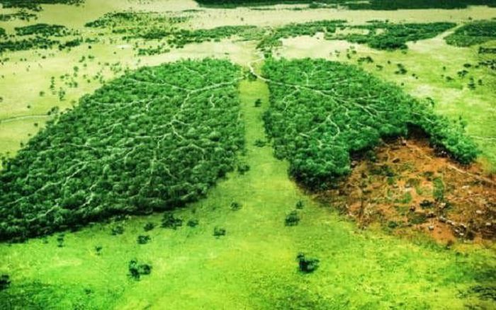 Việt Nam hiện có trên 14,7 triệu ha rừng với tỷ lệ che phủ 42,02%, trong đó rừng tự nhiên chiếm hơn 10 triệu ha, rừng trồng hơn 4,5 triệu ha. Ảnh AZTECH