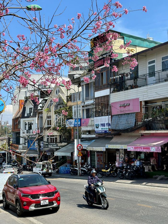  Những cành mai anh đào vắt ngang dốc Lê Đại Hành 