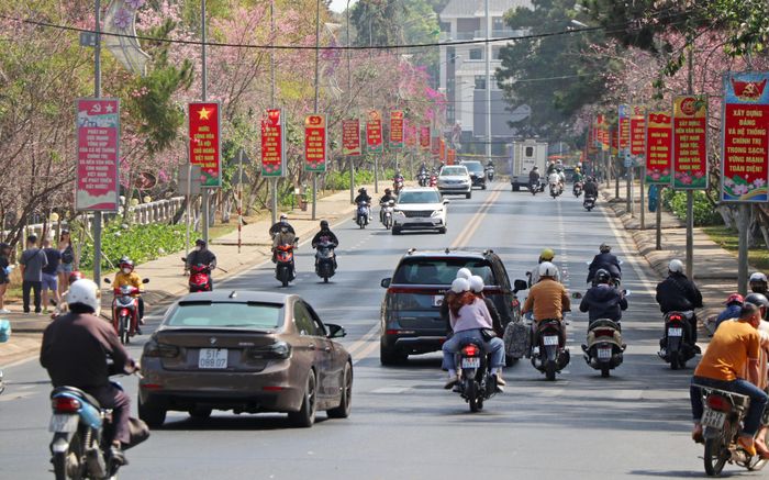  Mai anh đào nở rộ trên đường Trần Hưng Đạo, TP Đà Lạt 