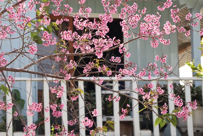  Khoe sắc trước căn nhà gỗ 
