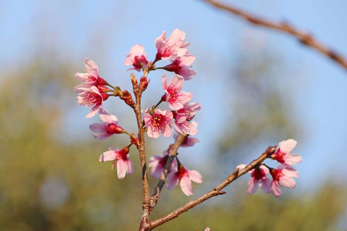  Những cánh mai anh đào khoe sắc tại mỗi thời điểm khác nhau trong ngày 