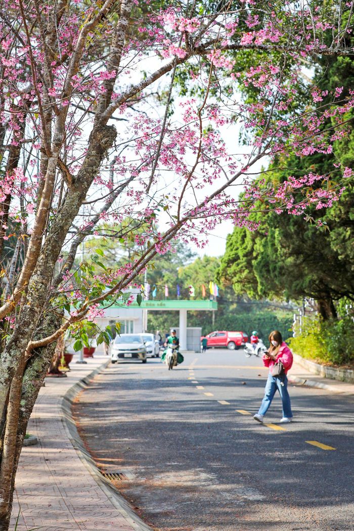  Mai anh đào trong khuôn viên giảng đường Đại học Đà Lạt 