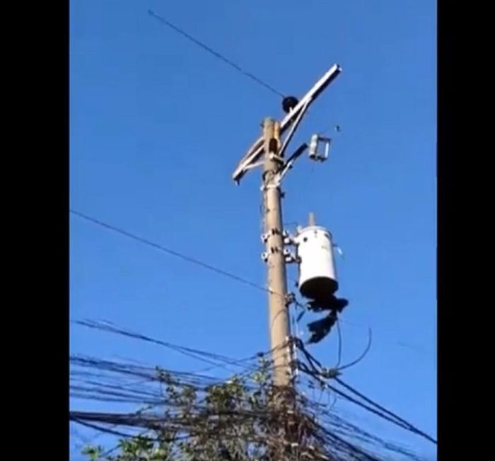 Quá trình này mất hơn một giờ đồng hồ và con trăn cuối cùng đã được chuyển giao cho các nhân viên của Văn phòng Tài nguyên và Môi trường Thành phố Mandaue.