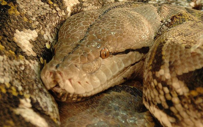 Chiều dài cơ thể của trăn lưới có thể lên đến 9,75 mét dài hơn trăn khổng lồ anaconda (loài trăn lớn nhất thế giới về trọng lượng).