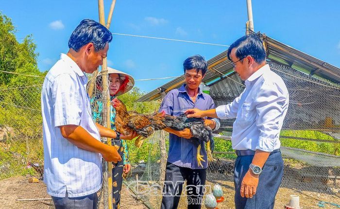 Ông Nguyễn Thống Nhứt (bìa phải), đến tham quan mô hình nuôi gà của gia đình anh Lê Tuấn Anh, ấp Cái Nước. Gia đình được chính quyền địa phương hỗ trợ gà giống và thức ăn, đã bán đợt đầu trên 20 con, hiện tiếp tục nhân giống cho vụ nuôi tiếp theo.