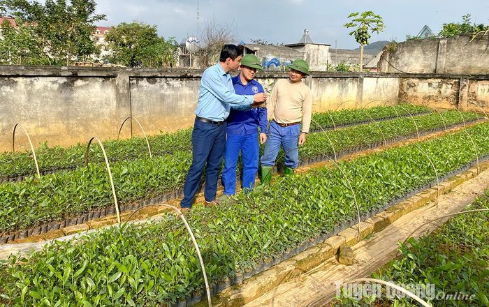 Cán bộ Công ty TNHH Lâm nghiệp Chiêm Hóa kiểm tra cây giống phục vụ trồng rừng năm 2024.
