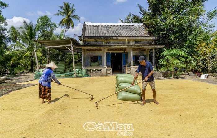 Để lúa bán được giá cao, sau khi thu hoạch, vợ chồng ông Phạm Văn Nam, ấp Nhà Máy C, xã Khánh Hưng, mang lúa về sân phơi lại cho khô.