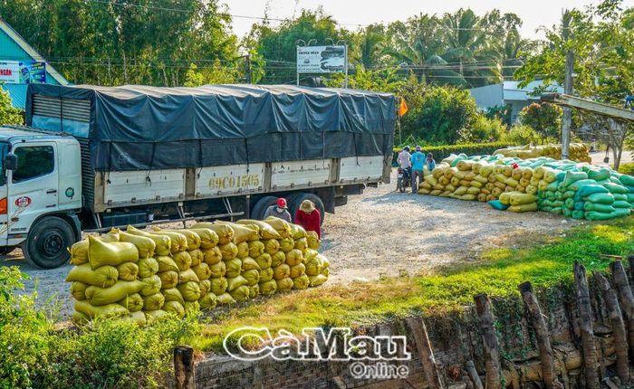 Nhiều chuyến xe tải lớn đang ăn hàng tại điểm tập kết lúa thuộc ấp Cơi 6A, xã Khánh Bình Tây. Nơi đây mỗi ngày có vài chục tấn lúa được bán cho thương lái.