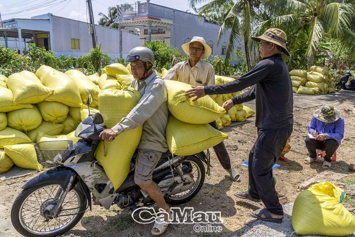 Tranh thủ lúc thu hoạch xong vụ lúa của gia đình, ông Lê Văn Hùng, Ấp 19/5, xã Khánh Bình, vận chuyển lúa thuê cho bà con trong xóm, mỗi ngày kiếm được vài trăm ngàn đồng.