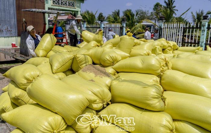 Vụ lúa này gia đình ông Nguyễn Thành Ban, kênh Chồn Gầm, xã Khánh Bình, trúng mùa, hàng tấn lúa tập kết chất đầy sân chờ thương lái thu mua.