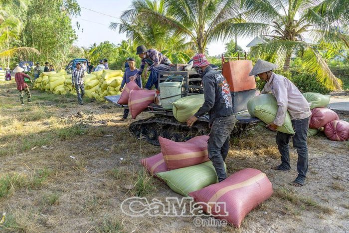 Cảnh nhộn nhịp thu hoạch lúa tại nhà ông Dư Hoàng Diễn, Ấp 19/5, xã Khánh Bình.
