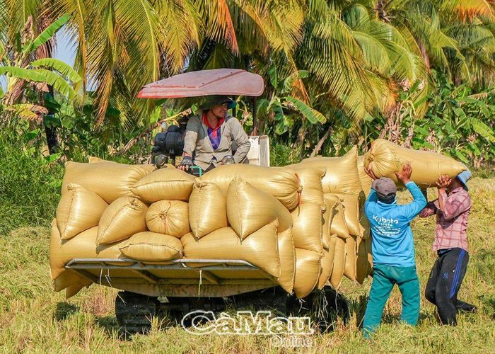 Lúa của hộ ông Phạm Văn Lợt, Ấp 1, xã Khánh Bình Tây Bắc, vừa cắt xong, phương tiện cơ giới vận chuyển bao lúa từ đồng vào tận nhà rất tiện lợi.