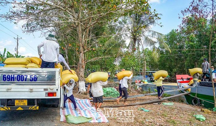 Sôi động nhất là khu vực kênh xáng Minh Hà, ấp Vồ Dơi, xã Trần Hợi, với hàng chục công nhân đang khuân vác lúa từ xe xuống ghe tải của thương lái đến từ khắp các tỉnh, thành trong khu vực ĐBSCL thu mua lúa.