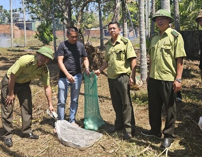 Hạt Kiểm lâm huyện Cư Mgar nhận bàn giao một con trăn "khủng" kèm ổ trứng.
