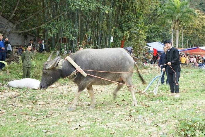 Thực hiện nghi lễ tịch điền.