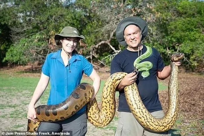 Nhà khoa học Jesus Rivas và vợ, Tiến sĩ Sarah Corey-Rivas, đã tiến hành nghiên cứu về loài trăn này trong hơn 15 năm và công bố phát hiện của mình sau khi phân tích mẫu gen từ nhiều quốc gia khác nhau.