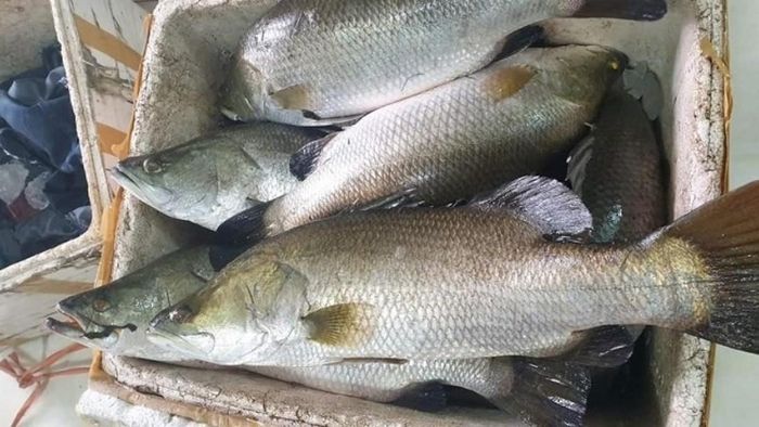 Cá vược rất giàu hàm lượng chất đạm cực kỳ tốt cho sức khỏe người bị thận.