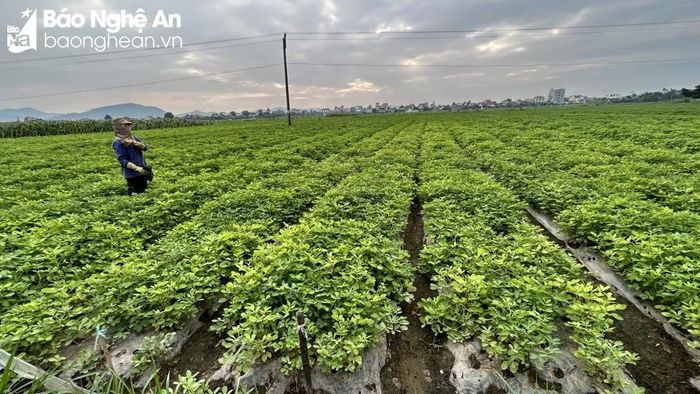  Cánh đồng lạc ở Diễn Thịnh - Diễn Châu. Ảnh: Trân Châu 