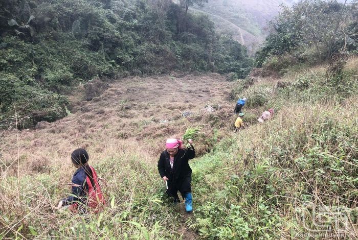 Người Mông ở Lũng Luông phát rẫy, chuẩn bị tra hạt ngô vụ xuân.