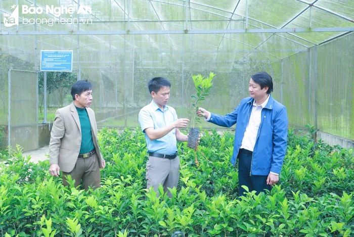Cán bộ Trung tâm Dịch vụ nông nghiệp huyện Anh Sơn kiểm tra chất lượng giống cam bù sen được đơn vị ươm. Ảnh: Mai Hoa