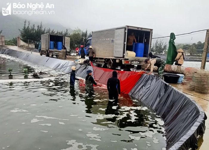 Xuất bán tôm thương phẩm cho thương lái ở xã Diễn Trung (Diễn Châu). Ảnh: Xuân Hoàng