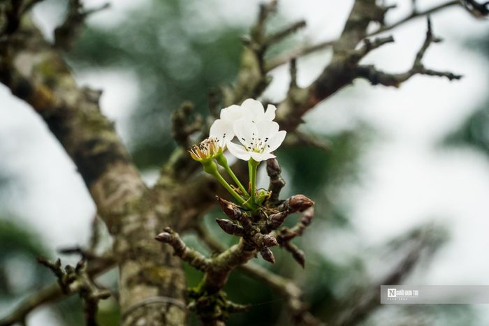 Hoa lê rừng (hay còn gọi hoa mắc cọp) được trồng nhiều ở các tỉnh miền núi phía Bắc như: Lai Châu, Điện Biên, Hà Giang, Lạng Sơn, Cao Bằng, Bắc Kạn, Lạng Sơn, Lào Cai… 