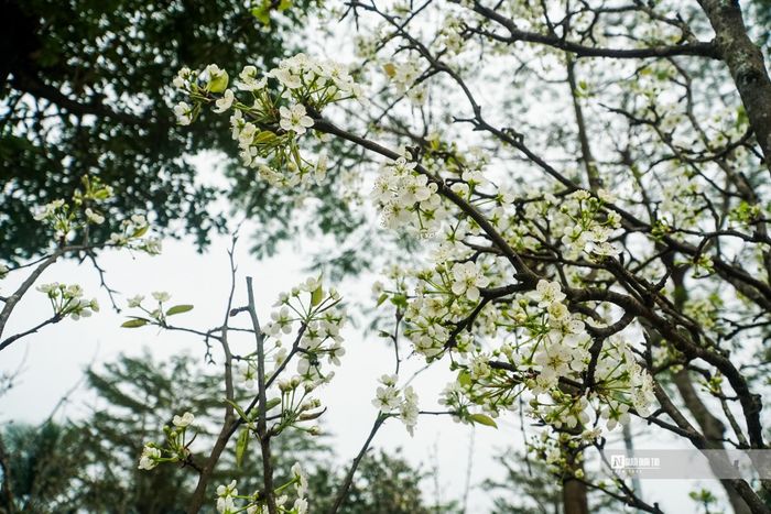 Những năm gần đây, hoa lê rừng được nhiều thương lái vận chuyển xuống Hà Nội phục vụ nhu cầu của người dân sau dịp Tết Nguyên đán.