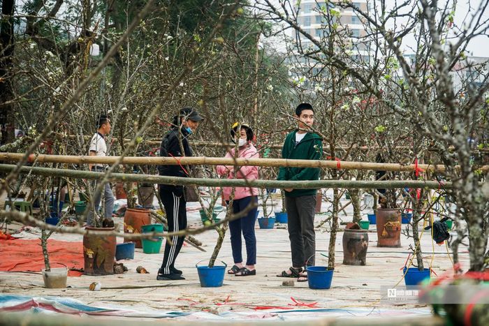 Không giống như những loài hoa khác, hoa lê nở nhiều đợt, mỗi đợt từ 10 đến 15 ngày, nếu mua những cành còn nhiều nụ, có thể chơi được từ 1 đến 2 tháng.