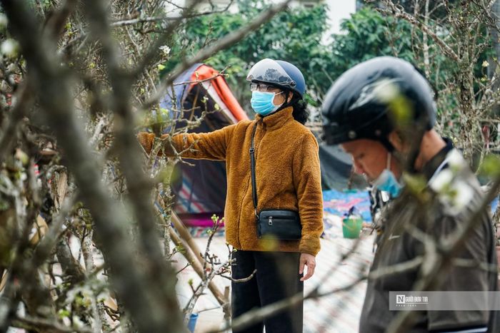 Nhiều người dân có mặt lựa chọn những cành hoa lê trắng muốt.