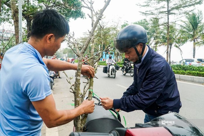 Chọn được cành Hoa lê ưng ý, anh Nguyễn Hoàng Quân (Cầu Giấy) cho biết:” Với mong muốn đầu năm, loài hoa này mang đến sự bình yên cho mọi người trong gia đình, tôi tranh thủ mau lấy 1 cành về. Với sắc trắng tinh khiết, hoa lê sẽ làm cho phòng khách nhà tôi trở nên đẹp hơn, thay thế cho những loại cây chơi trong Tết”.