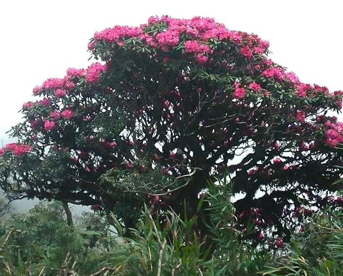 Những vạt hoa Đỗ Quyên trong rừng trải dài bất tận, hoa Đỗ Quyên nơi đây đẹp khó có thể diễn tả thành lời.