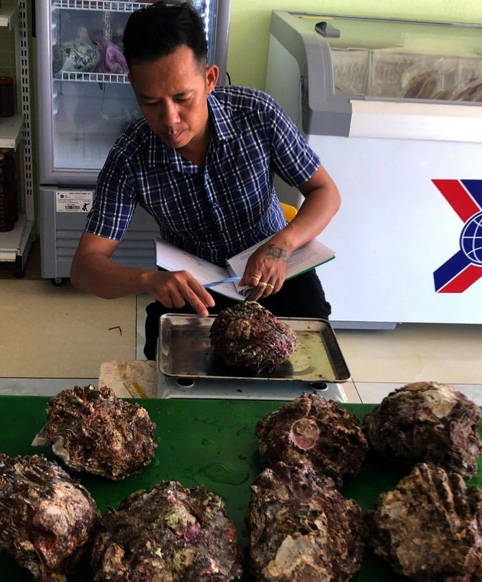 Phó Giám đốc Trần Khương Cảnh kiểm tra các cá thể hàu Răng cưa sau khi thu thập ở KBTB đảo Cồn Cỏ. Ảnh: K.C.
