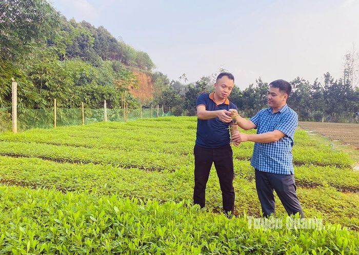  Anh Hà Xuân Thủy (bên phải) giới thiệu cây keo hạt Úc đến ngày xuất bán.