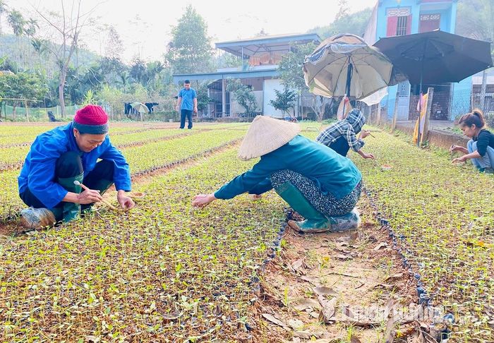 Vườn ươm cây giống lâm nghiệp của anh Thủy đang vào giống phục vụ trồng rừng khung thời vụ tháng 4 - 5 năm 2024.