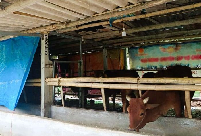  Quây bạt che chắn chuồng bò khỏi gió lùa. Ảnh: T.P 