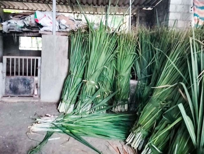  Trữ thức ăn xanh cho gia súc trong những ngày giá rét. Ảnh: T.P 