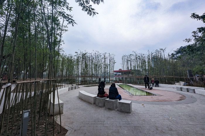 Sau hơn 3 tháng trồng cây, đến nay, "rừng trúc" bắt đầu ra lá. Những cây trúc được chống đỡ bằng cọc sắt để đứng thẳng, không xô đổ vào mùa mưa bão.