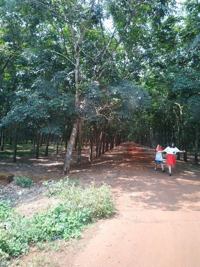 Rừng cao su xanh thẳm. Ảnh: XUÂN THÂN