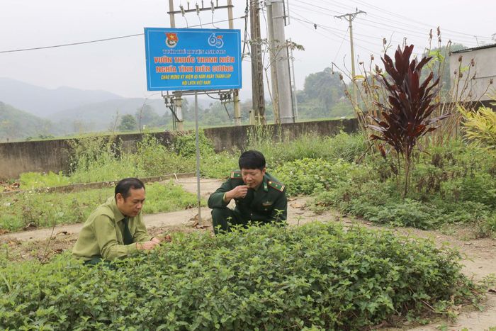  Nhiều cây thuốc chữa bệnh được trồng tại mô hình để hỗ trợ quá trình điều trị bệnh cho người dân. Ảnh: Thanh Quỳnh 