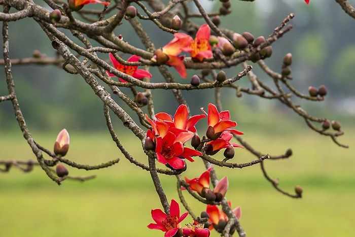  Cuối tháng Ba là lúc hoa gạo bắt đầu thắp lửa làng quê... 