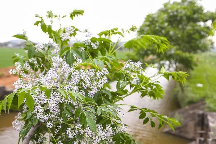  Tháng Ba, khắp những triền đê, những bờ ao nở đầy xoan tím... 