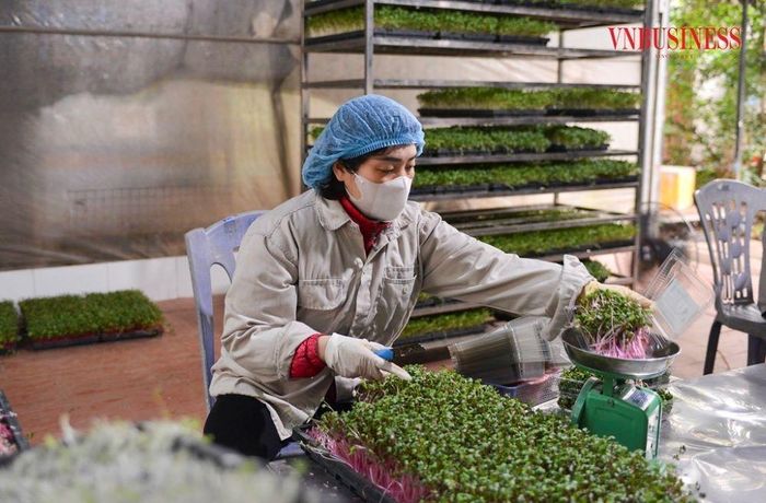 Trung bình mỗi năm, HTX Thanh Hà thu về 3 - 4 tỷ đồng từ rau sản xuất và khoảng 3 tỷ đồng từ các sản phẩm thương mại khác.