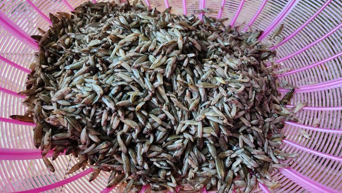  Cá lia thia tươi có giá từ 250.000 đến 300.000 đồng/kg 