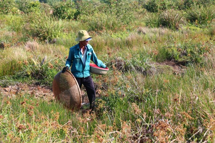  Nhóm người dân dặm cá (thường thì khoảng 3 đến 5 người) bưng thau và rổ bắt đầu lội xuống nước tìm cá 