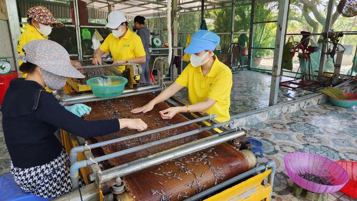  Cá lia thia được rửa sạch và phân loại 