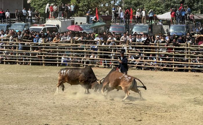 Các "đấu sĩ" bò đem đến những phút giây thi đấu đầy hấp dẫn, thú vị.