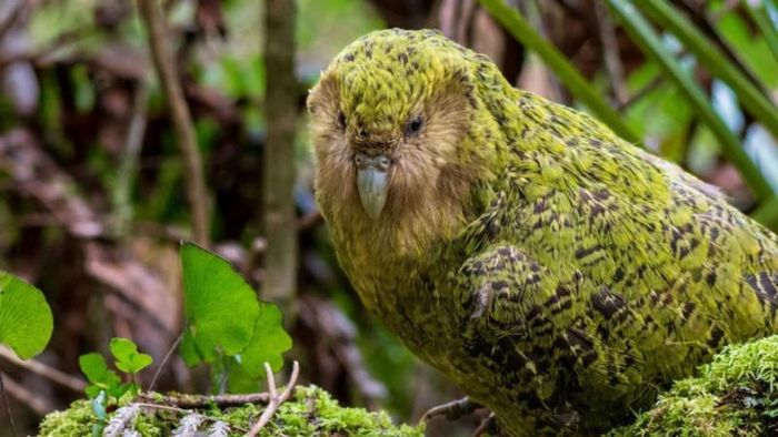 8. Chim Kakapo: Chim Kakapo có tiếng gọi bạn tình lớn đến 132 decibel, là loài vẹt sống lâu nhất và nặng nhất thế giới. Loài động vật ồn ào này sống về đêm và kiếm ăn vào ban đêm.
