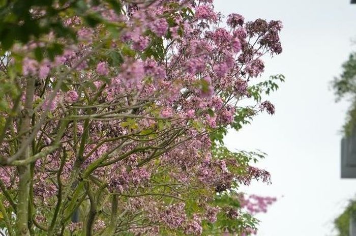 Loài hoa này khi nở sẽ trổ thành từng chùm lớn, lúc rộ có màu hồng tươi, đến khi sắp tàn thì có màu hồng phấn. Ảnh: MT/ https://dulich.petrotimes.vn/