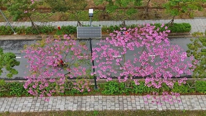 Một loài hoa cũng nở rộ vào dịp này là hoa kèn hồng. Ảnh: MT/ https://dulich.petrotimes.vn/